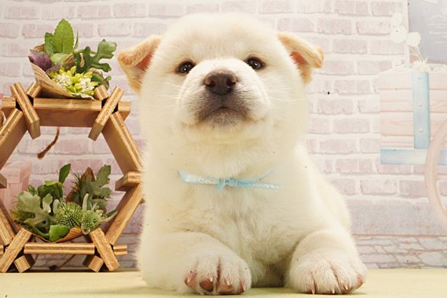 静岡県の柴犬(標準サイズ) (Coo&RIKU掛川店/2026年3月3日生まれ/男の子/白)の子犬の1枚目の画像