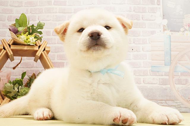 静岡県の柴犬(標準サイズ) (Coo&RIKU掛川店/2026年3月3日生まれ/男の子/白)の子犬の2枚目の画像