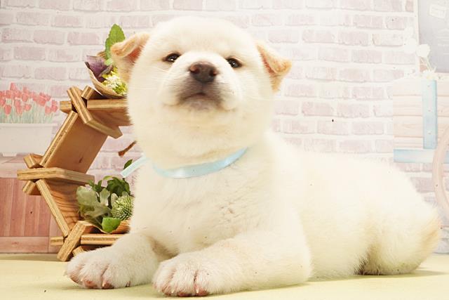 静岡県の柴犬(標準サイズ) (Coo&RIKU掛川店/2026年3月3日生まれ/男の子/白)の子犬の3枚目の画像