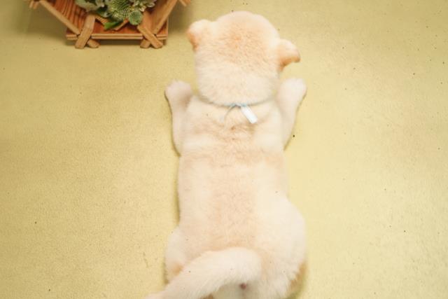静岡県の柴犬(標準サイズ) (Coo&RIKU掛川店/2026年3月3日生まれ/男の子/白)の子犬の4枚目の画像
