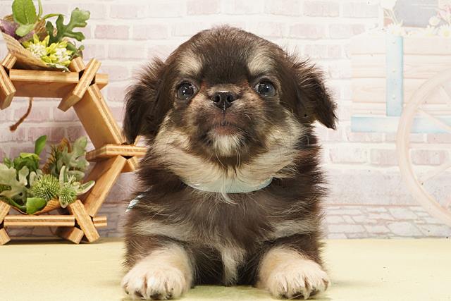 茨城県のチワワ(ロング) (Coo&RIKU日立店/2026年3月1日生まれ/男の子/ブラッククリーム)の子犬の1枚目の画像