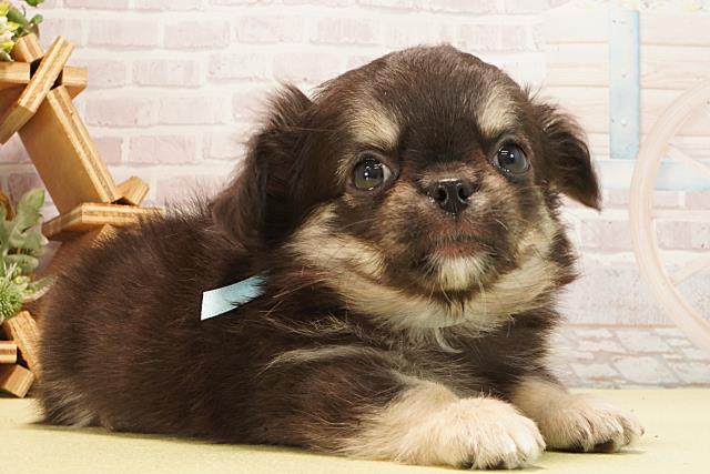 茨城県のチワワ(ロング) (Coo&RIKU日立店/2026年3月1日生まれ/男の子/ブラッククリーム)の子犬の2枚目の画像