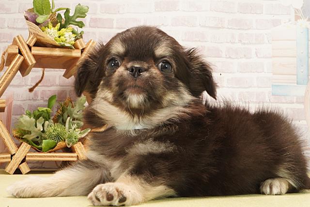 茨城県のチワワ(ロング) (Coo&RIKU日立店/2026年3月1日生まれ/男の子/ブラッククリーム)の子犬の3枚目の画像