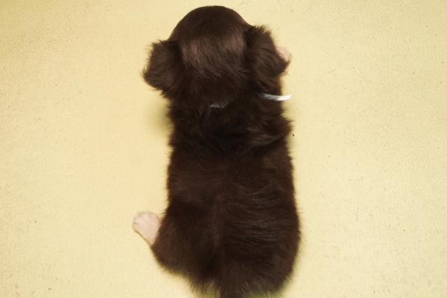 茨城県のチワワ(ロング) (Coo&RIKU日立店/2026年3月1日生まれ/男の子/ブラッククリーム)の子犬の4枚目の画像