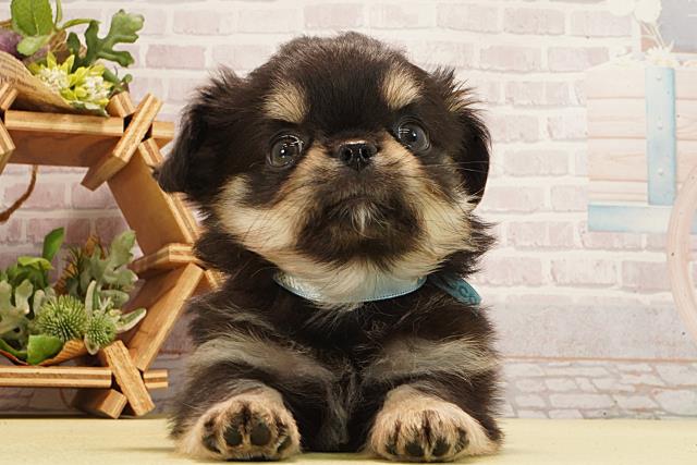 茨城県のチワワ(ロング) (Coo&RIKU石岡店/2026年3月1日生まれ/男の子/ブラックタン)の子犬の1枚目の画像