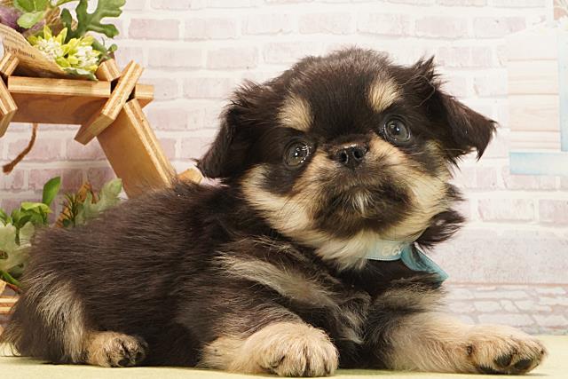 茨城県のチワワ(ロング) (Coo&RIKU石岡店/2026年3月1日生まれ/男の子/ブラックタン)の子犬の2枚目の画像