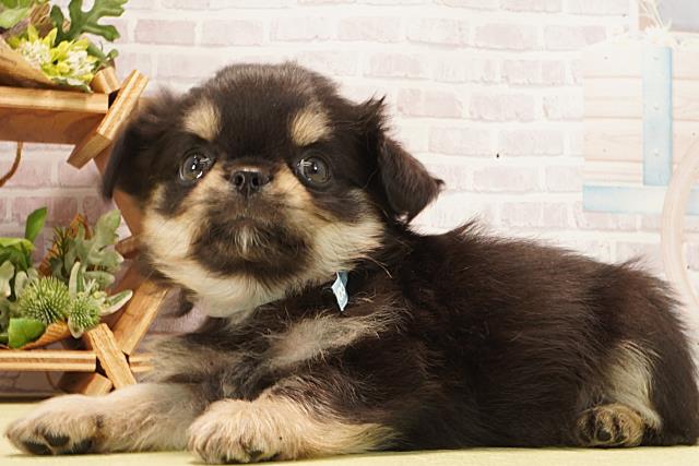茨城県のチワワ(ロング) (Coo&RIKU石岡店/2026年3月1日生まれ/男の子/ブラックタン)の子犬の3枚目の画像