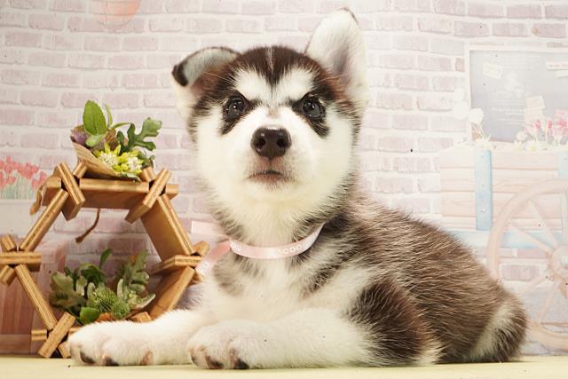 栃木県のシベリアンハスキー (Coo&RIKUFKDインターパーク店/2026年3月4日生まれ/女の子/ブラックホワイト)の子犬の3枚目の画像