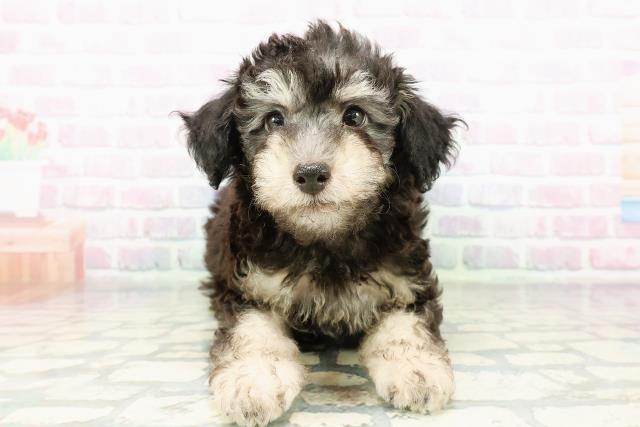 東京都のトイプードル(トイ) (Coo&RIKU府中店/2026年3月3日生まれ/男の子/ブラックタン)の子犬の1枚目の画像