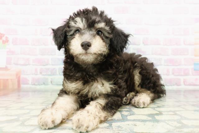 東京都のトイプードル(トイ) (Coo&RIKU府中店/2026年3月3日生まれ/男の子/ブラックタン)の子犬の2枚目の画像