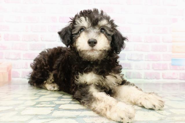 東京都のトイプードル(トイ) (Coo&RIKU府中店/2026年3月3日生まれ/男の子/ブラックタン)の子犬の3枚目の画像