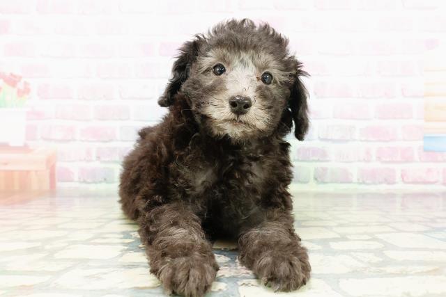 東京都のトイプードル(トイ) (Coo&RIKU八王子西店/2026年3月3日生まれ/男の子/シルバー)の子犬の1枚目の画像