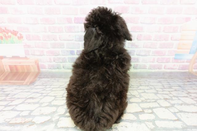 東京都のトイプードル(トイ) (Coo&RIKU八王子西店/2026年3月3日生まれ/男の子/シルバー)の子犬の4枚目の画像