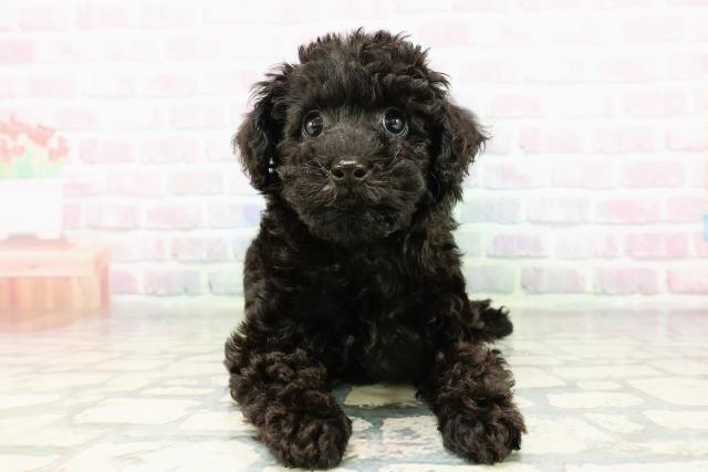 群馬県のトイプードル(トイ) (Coo&RIKU高崎店/2026年3月3日生まれ/女の子/ブラック)の子犬の1枚目の画像