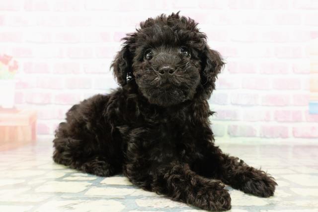 群馬県のトイプードル(トイ) (Coo&RIKU高崎店/2026年3月3日生まれ/女の子/ブラック)の子犬の3枚目の画像