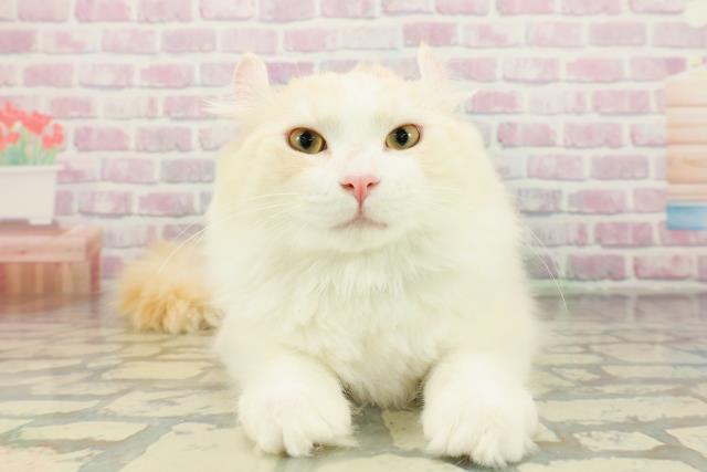 栃木県のアメリカンカール (Coo&RIKU足利店/2025年11月18日生まれ/男の子/レッドタビーホワイト)の子猫の1枚目の画像