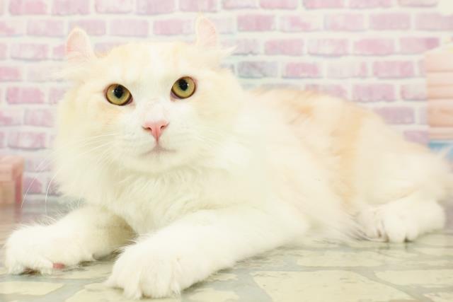 栃木県のアメリカンカール (Coo&RIKU足利店/2025年11月18日生まれ/男の子/レッドタビーホワイト)の子猫の2枚目の画像