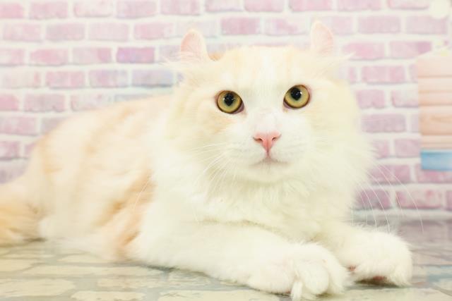 栃木県のアメリカンカール (Coo&RIKU足利店/2025年11月18日生まれ/男の子/レッドタビーホワイト)の子猫の3枚目の画像