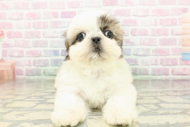 東京都のシーズー (Coo&RIKU池袋西口店/2026年3月3日生まれ/男の子/ホワイトゴールド)の子犬の1枚目の画像