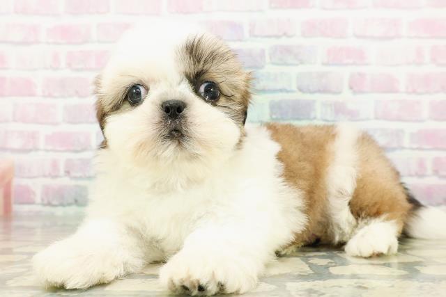 東京都のシーズー (Coo&RIKU池袋西口店/2026年3月3日生まれ/男の子/ホワイトゴールド)の子犬の2枚目の画像