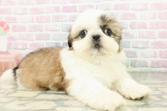 東京都のシーズー (Coo&RIKU池袋西口店/2026年3月3日生まれ/男の子/ホワイトゴールド)の子犬の3枚目の画像