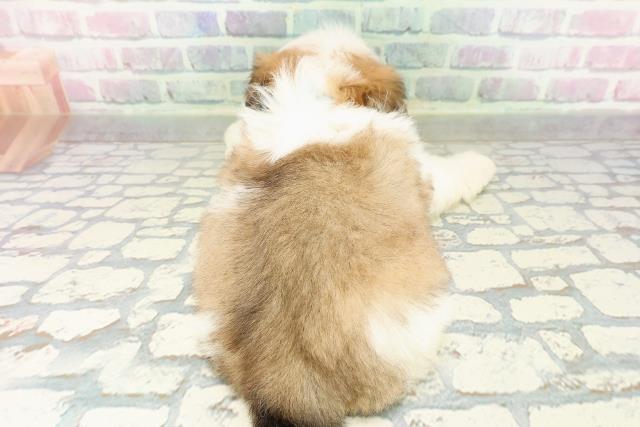 東京都のシーズー (Coo&RIKU池袋西口店/2026年3月3日生まれ/男の子/ホワイトゴールド)の子犬の4枚目の画像
