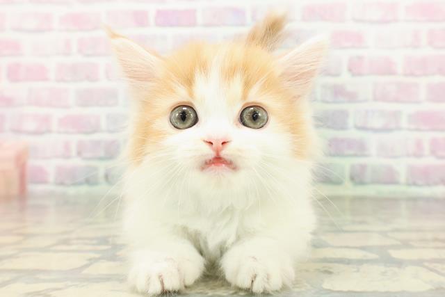 東京都のマンチカン (Coo&RIKU高円寺店/2026年2月25日生まれ/男の子/レッドタビーホワイト)の子猫の1枚目の画像