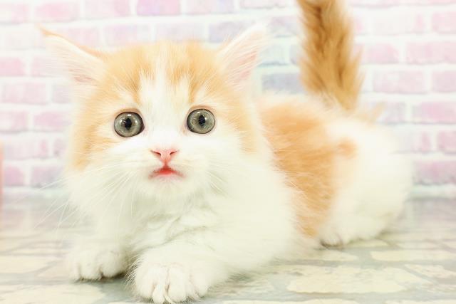 東京都のマンチカン (Coo&RIKU高円寺店/2026年2月25日生まれ/男の子/レッドタビーホワイト)の子猫の2枚目の画像