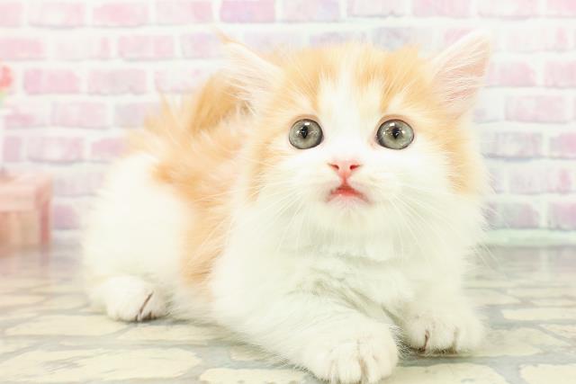 東京都のマンチカン (Coo&RIKU高円寺店/2026年2月25日生まれ/男の子/レッドタビーホワイト)の子猫の3枚目の画像