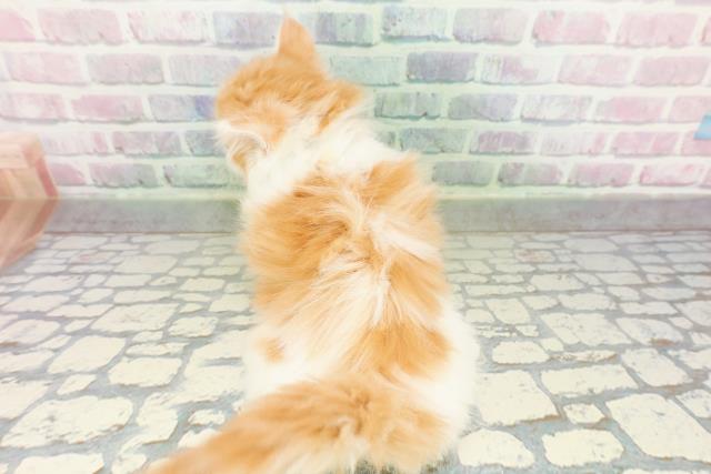 東京都のマンチカン (Coo&RIKU高円寺店/2026年2月25日生まれ/男の子/レッドタビーホワイト)の子猫の4枚目の画像