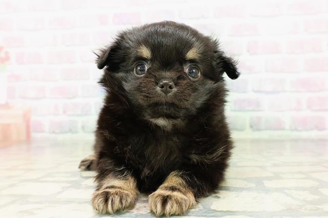 東京都のチワワ(ロング) (Coo&RIKU下北沢店/2026年3月5日生まれ/女の子/ブラックタン)の子犬の1枚目の画像