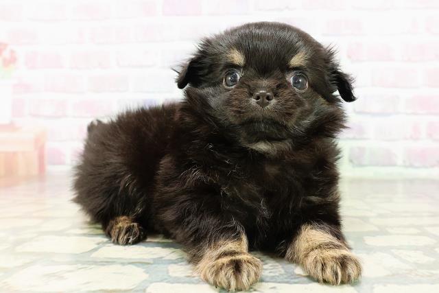 東京都のチワワ(ロング) (Coo&RIKU下北沢店/2026年3月5日生まれ/女の子/ブラックタン)の子犬の3枚目の画像