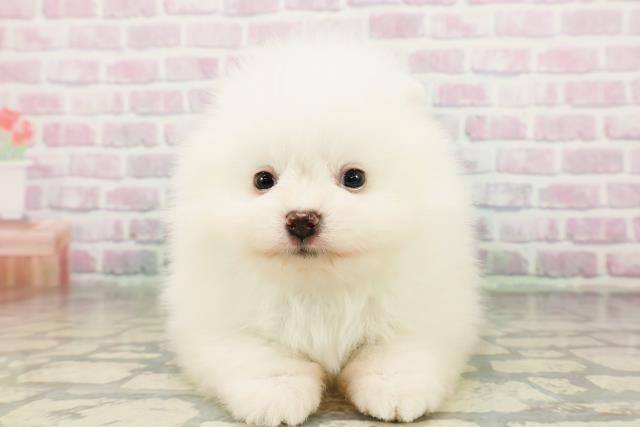 東京都のポメラニアン (Coo&RIKU武蔵小山店/2026年3月4日生まれ/男の子/クリーム)の子犬の1枚目の画像