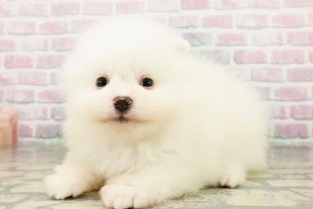 東京都のポメラニアン (Coo&RIKU武蔵小山店/2026年3月4日生まれ/男の子/クリーム)の子犬の2枚目の画像
