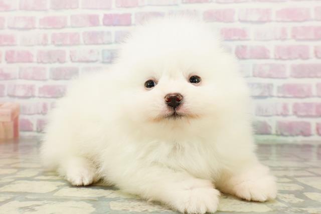 東京都のポメラニアン (Coo&RIKU武蔵小山店/2026年3月4日生まれ/男の子/クリーム)の子犬の3枚目の画像