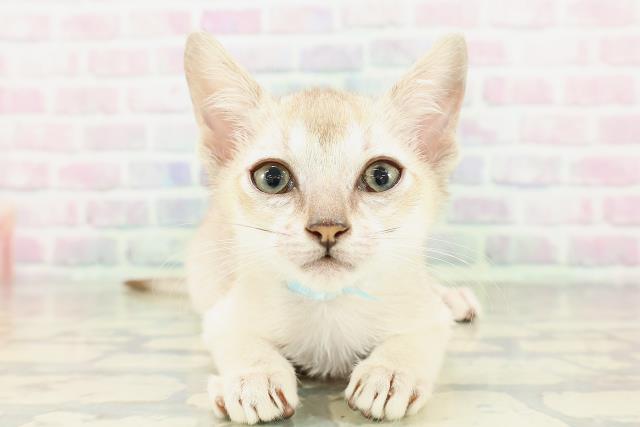 東京都のシンガプーラ (Coo&RIKU三軒茶屋店/2026年3月1日生まれ/男の子/セピアアグーティ)の子猫の1枚目の画像