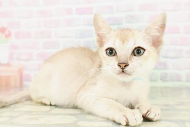 東京都のシンガプーラ (Coo&RIKU三軒茶屋店/2026年3月1日生まれ/男の子/セピアアグーティ)の子猫の3枚目の画像