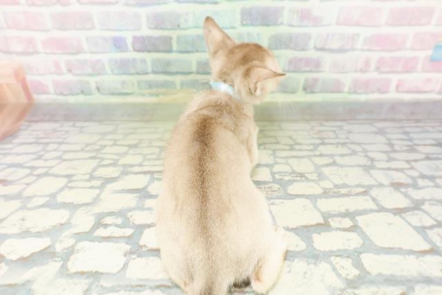 東京都のシンガプーラ (Coo&RIKU三軒茶屋店/2026年3月1日生まれ/男の子/セピアアグーティ)の子猫の4枚目の画像