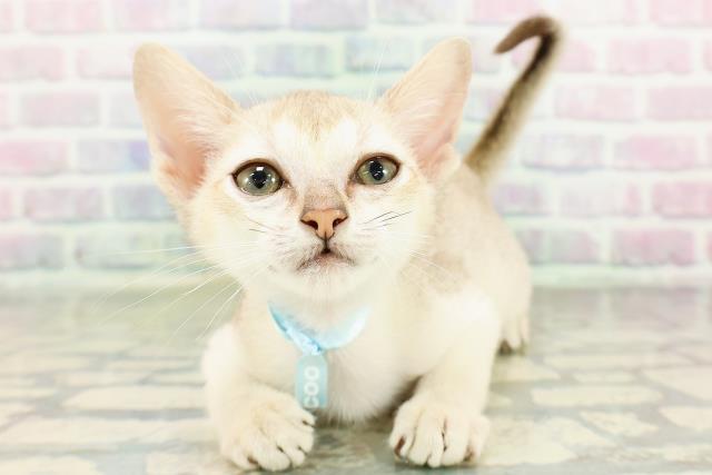 東京都のシンガプーラ (Coo&RIKU高円寺店/2026年3月1日生まれ/男の子/セピアアグーティ)の子猫の1枚目の画像