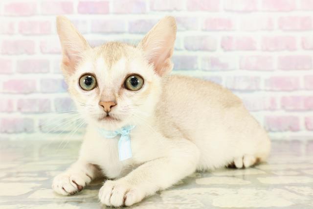 東京都のシンガプーラ (Coo&RIKU高円寺店/2026年3月1日生まれ/男の子/セピアアグーティ)の子猫の2枚目の画像
