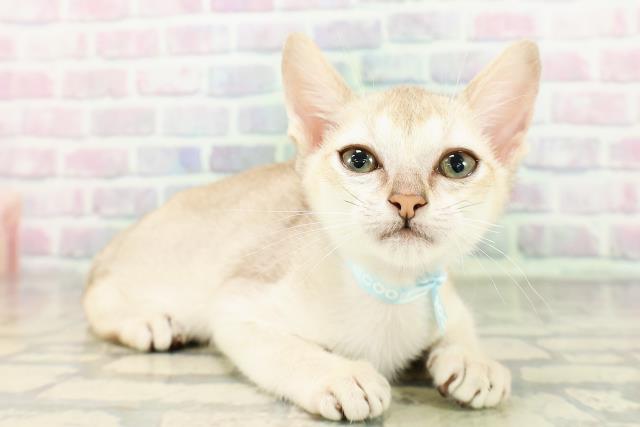 東京都のシンガプーラ (Coo&RIKU高円寺店/2026年3月1日生まれ/男の子/セピアアグーティ)の子猫の3枚目の画像