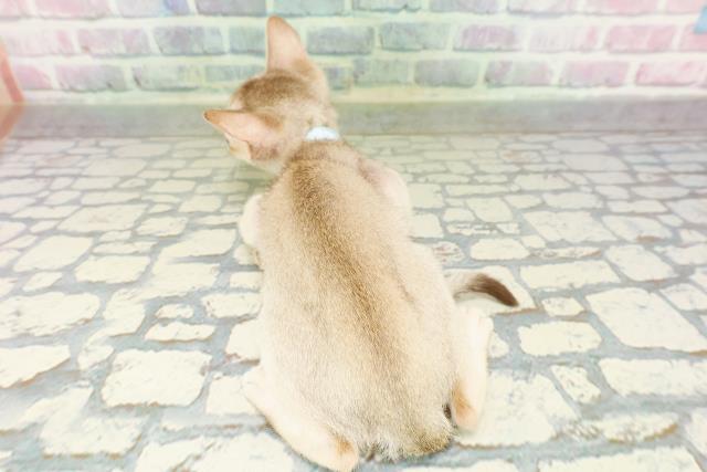 東京都のシンガプーラ (Coo&RIKU高円寺店/2026年3月1日生まれ/男の子/セピアアグーティ)の子猫の4枚目の画像