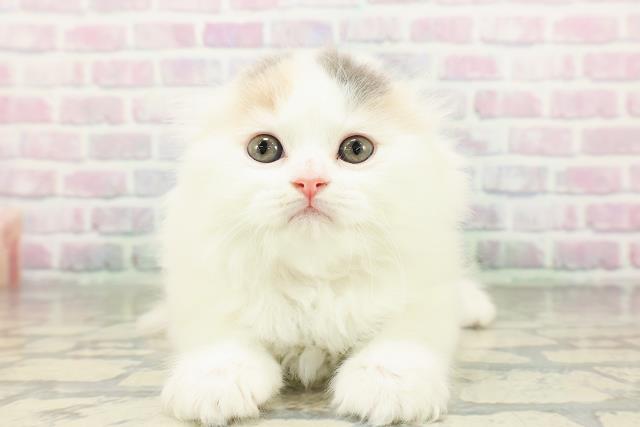 スコティッシュフォールド