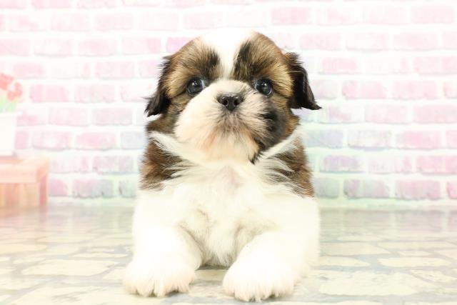 東京都のシーズー (Coo&RIKU赤坂店/2026年3月5日生まれ/女の子/ゴールドホワイト)の子犬の1枚目の画像