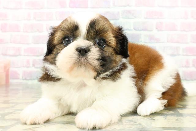 東京都のシーズー (Coo&RIKU赤坂店/2026年3月5日生まれ/女の子/ゴールドホワイト)の子犬の2枚目の画像