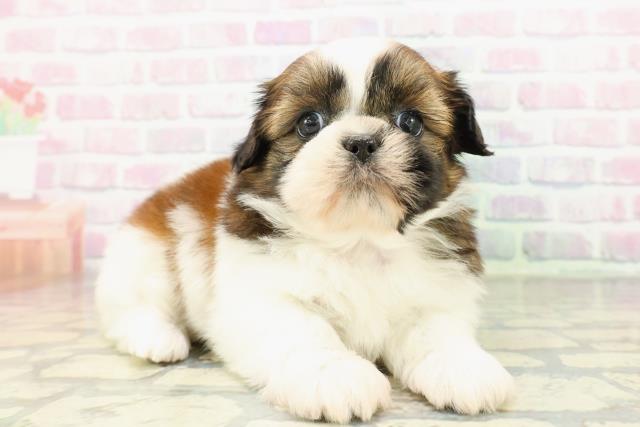 東京都のシーズー (Coo&RIKU赤坂店/2026年3月5日生まれ/女の子/ゴールドホワイト)の子犬の3枚目の画像