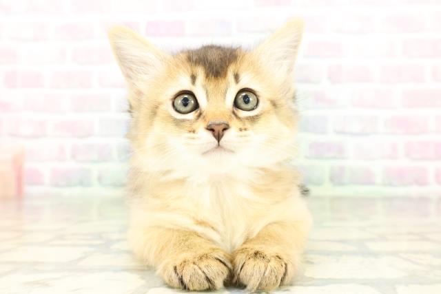 東京都のソマリ (Coo&RIKU中野サンモール店/2026年3月5日生まれ/女の子/ルディ)の子猫の1枚目の画像