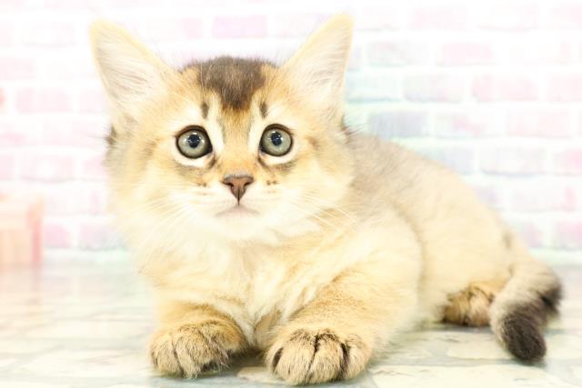 東京都のソマリ (Coo&RIKU中野サンモール店/2026年3月5日生まれ/女の子/ルディ)の子猫の2枚目の画像