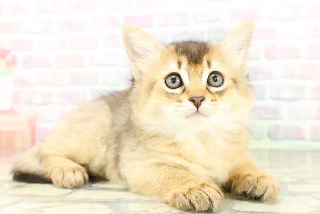 東京都のソマリ (Coo&RIKU中野サンモール店/2026年3月5日生まれ/女の子/ルディ)の子猫の3枚目の画像