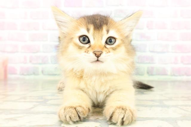 東京都のソマリ (Coo&RIKU高円寺店/2026年3月5日生まれ/女の子/ルディ)の子猫の1枚目の画像